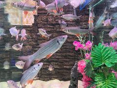 -洛阳龙门海洋馆