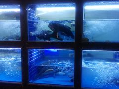 水产区-箸福·夜上海(雨花客厅店)