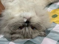 -佳雯宠物医院(四明中路分院)