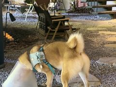 -J Create城市露营咖啡·简餐·宠物(上海动物园店)