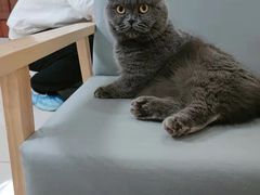-鼓捣猫呢主题猫咖店