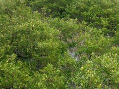 -北海金海湾红树林生态旅游区