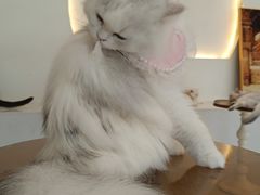 -共舞时光猫咖·狗咖(新街口店)