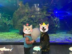 -江和美海洋公园