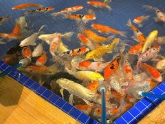 -昆明大悦城未来动物城(螺蛳湾中心店)