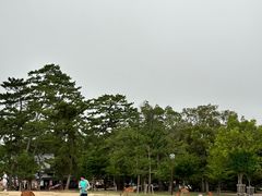 -奈良公园
