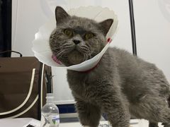 -康乐宝动物医院