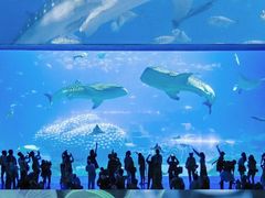 -珠海长隆海洋王国
