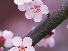-梅花山(明孝陵内)