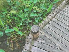 -桤木河湿地公园