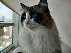 -Catmate·猫肥家润(金润铂宫店)