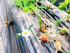 -昌平兴寿秀秀草莓采摘园