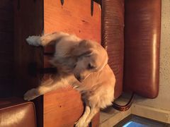 百好乐比萨-百好乐宠物友好餐厅(朝外大街店)