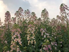 -中国天府农业博览园