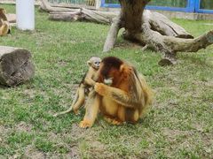 -大连森林动物园