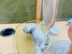 -帕帕拉兹宠物(亚洲旗舰店)