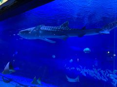 -烟台海昌鲸鲨海洋公园