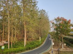 -合肥滨湖国家森林公园