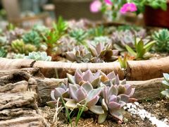 -瓦库茶馆17号(海汇港店)