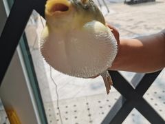 肆月河豚-肆月河豚·新淮扬(金融街店)