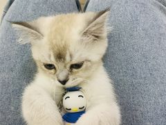 -鼓捣猫呢主题猫咖店