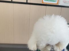 -半岛宠物医院24小时(科华中路店)