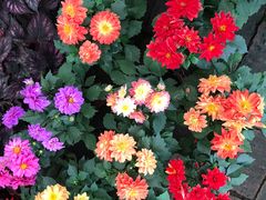 -金科花卉市场