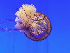 -上海海洋水族馆