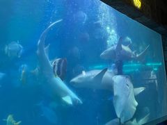 -合肥海洋世界