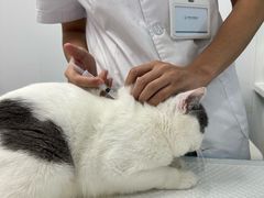 -博特宠物医院24h犬猫全科.骨科·异宠