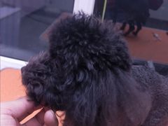 -喵百万·布偶·蓝金金渐层英短·猫舍(百子湾店)