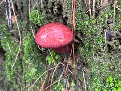 -铁山坪森林公园