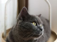 -MOYOYO猫咪咖啡店