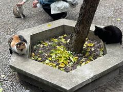 -西园寺素食(西园弄戒幢律寺店)