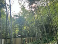 -东明山森林公园