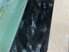 -老四川平头酸菜鱼(衙前店)