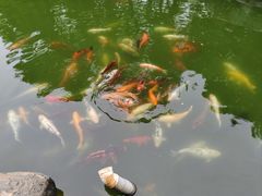-中国唐苑