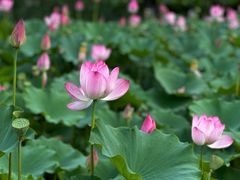 -莲花池公园