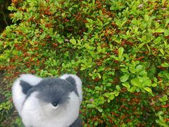 -南山植物园