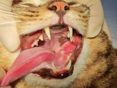 -爱贝特动物医院·猫口炎专科