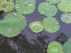 -紫竹院公园冰场