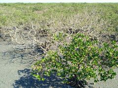 -北海金海湾红树林生态旅游区