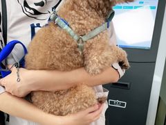 -申普宠物医院·心脏介入·心血管微创(总院)
