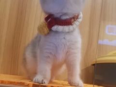 -欣宠猫屋·矮脚拿破仑·蓝金金渐层