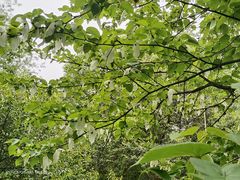 -龙苍沟森林公园