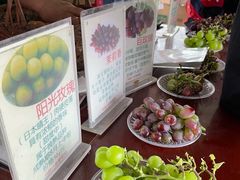 -马陆小张葡萄园农家乐