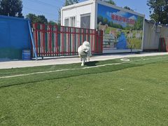 -宠物寄养训练学校