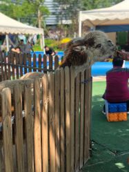 -萌宠亲子动物乐园(槐房万达店)