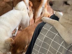 -柴犬高等学院·狗咖·柴犬售卖·宠物训练