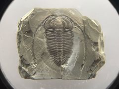 -湖南省地质博物馆